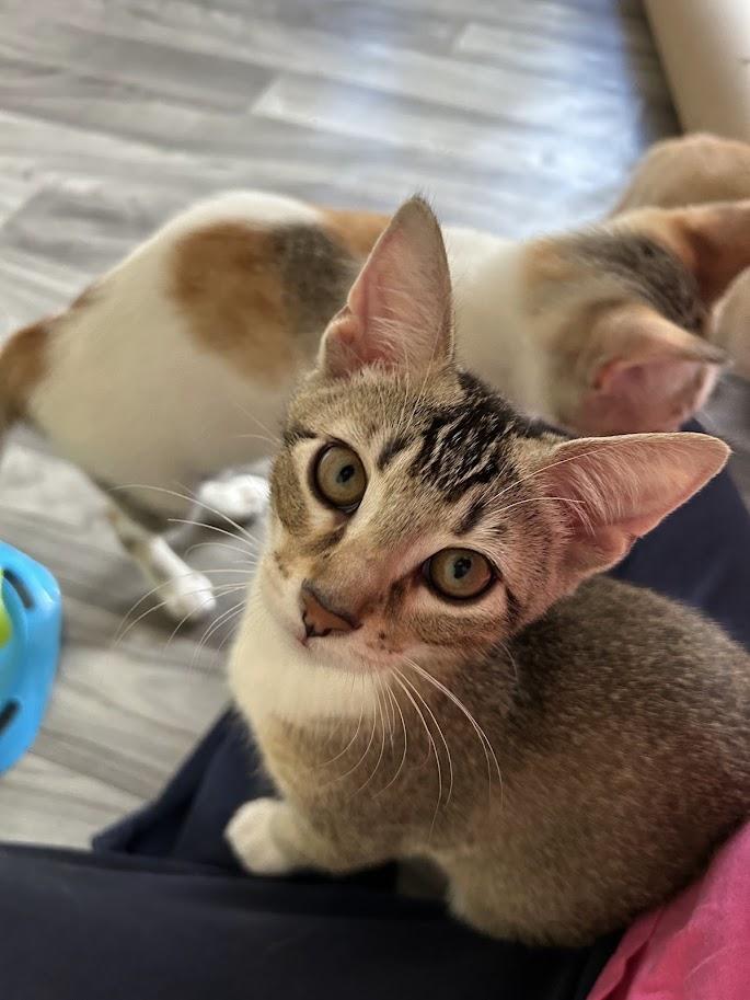 Kevy, ADOPTABLE, Kitten Male Domestic Short Hair.