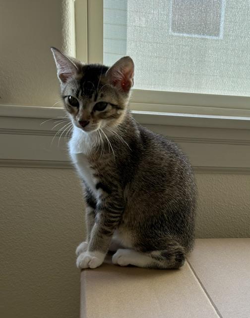 Kevy, a ADOPTABLE Domestic Short Hair in Portland, OR image 5/6