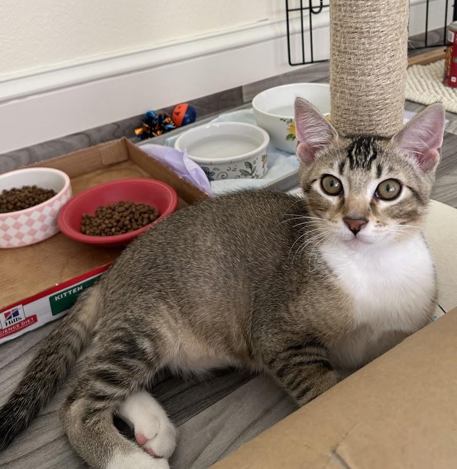 Kevy, a ADOPTABLE Domestic Short Hair in Portland, OR image 2/6