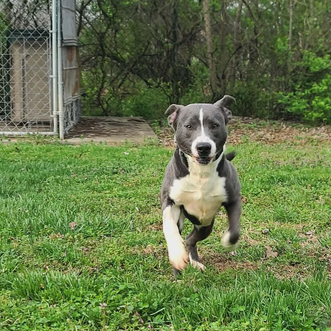 Enlarge Boo, an adoptable Mixed Breed in Harrodsburg, KY image 6/6
