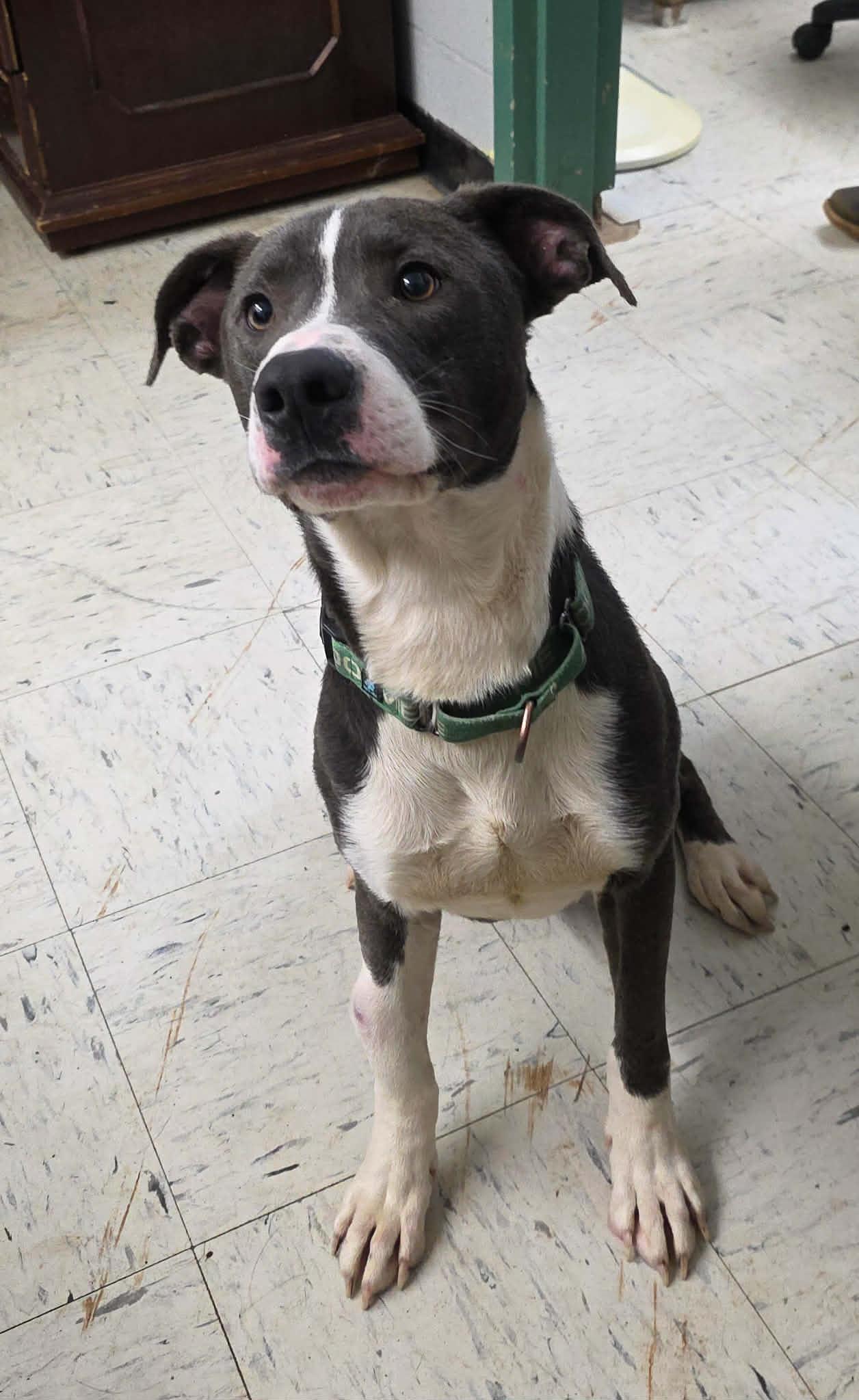 Enlarge Boo, an adoptable Mixed Breed in Harrodsburg, KY image 5/6