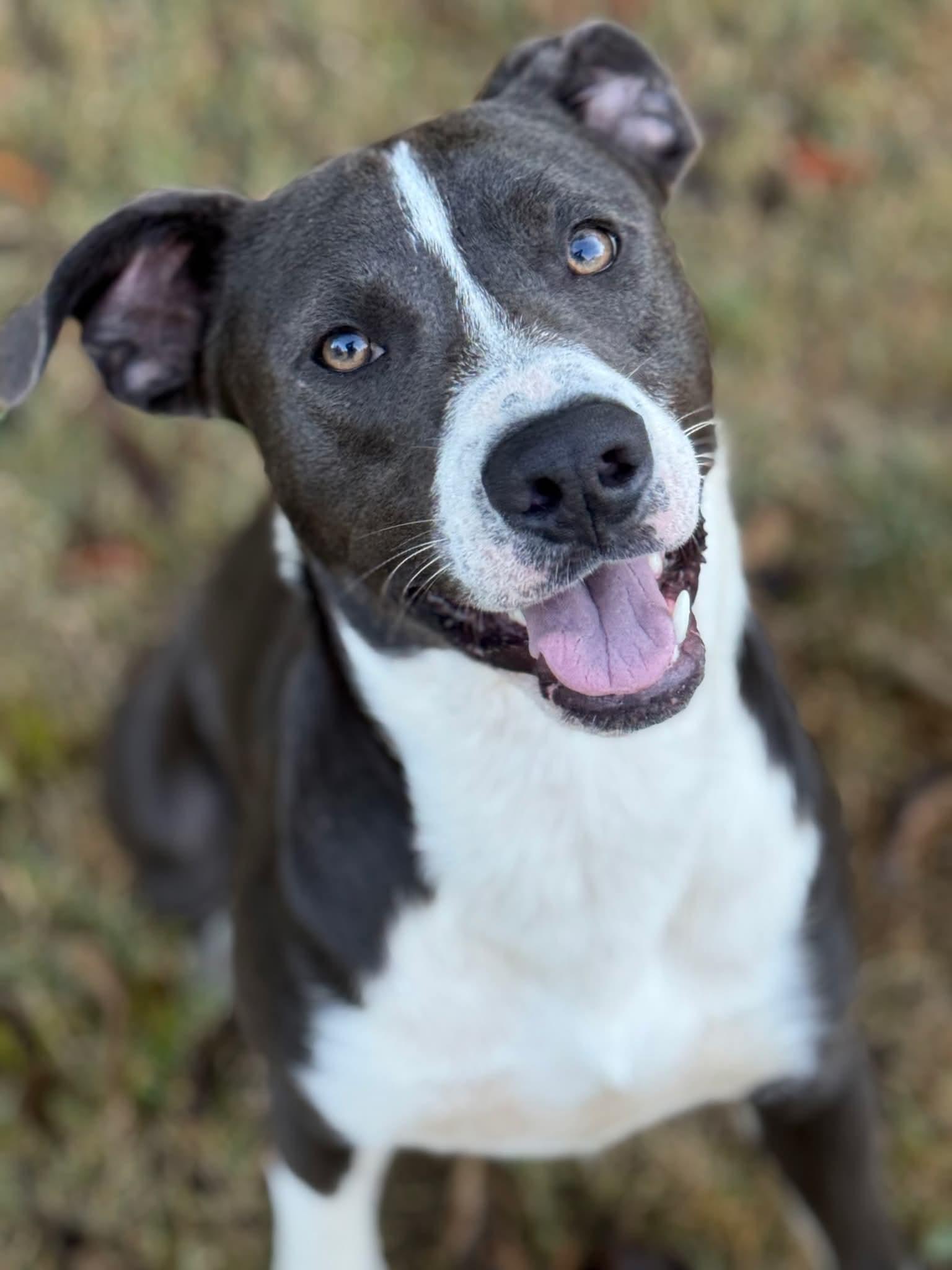 Boo, adoptable, Young Male Mixed Breed.