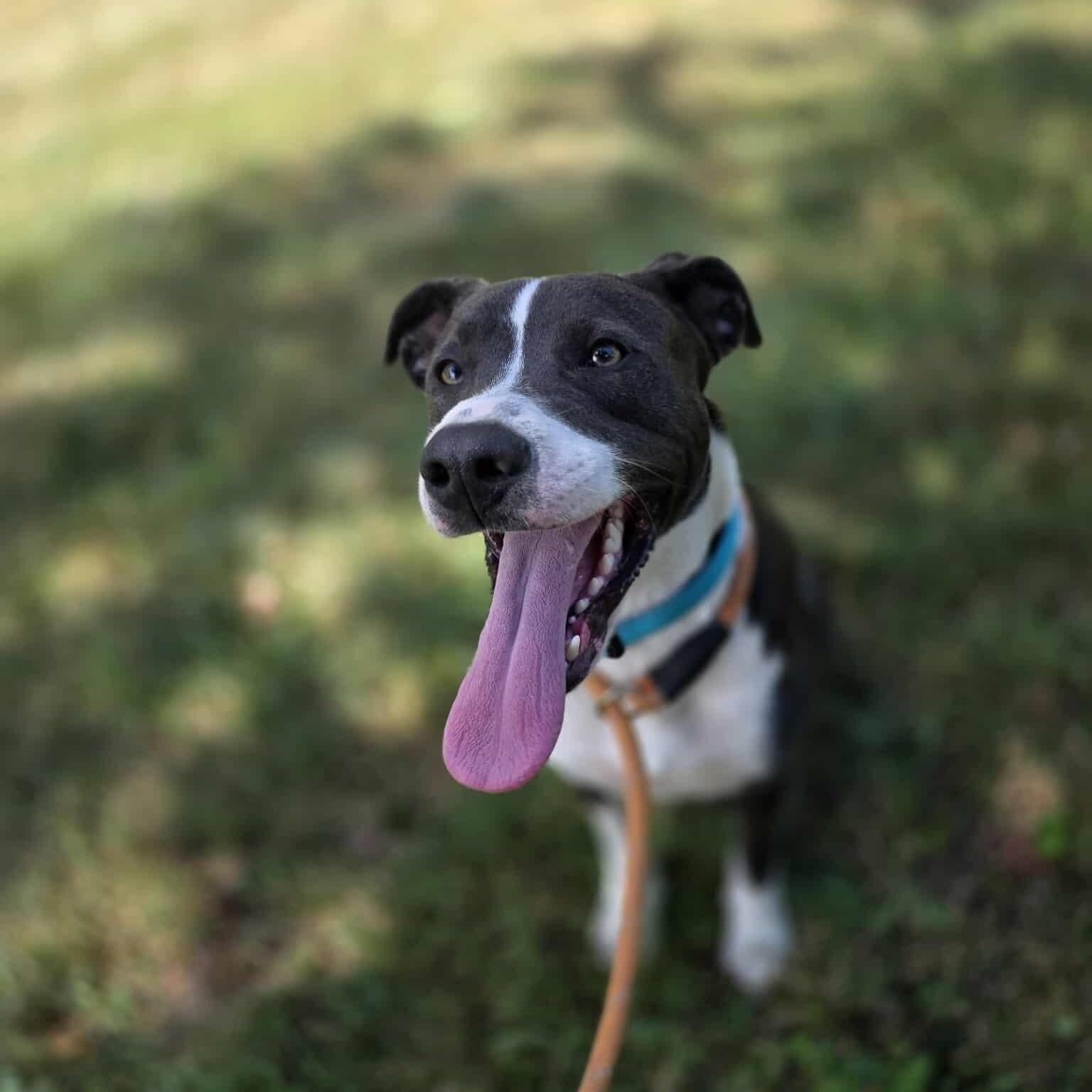 Enlarge Boo, an adoptable Mixed Breed in Harrodsburg, KY image 4/6