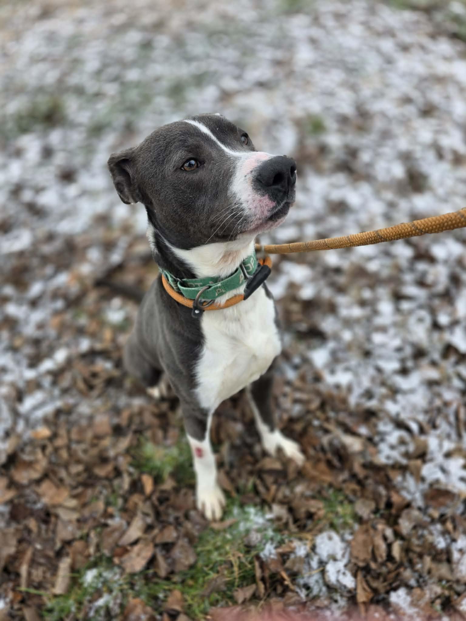Enlarge Boo, an adoptable Mixed Breed in Harrodsburg, KY image 3/6