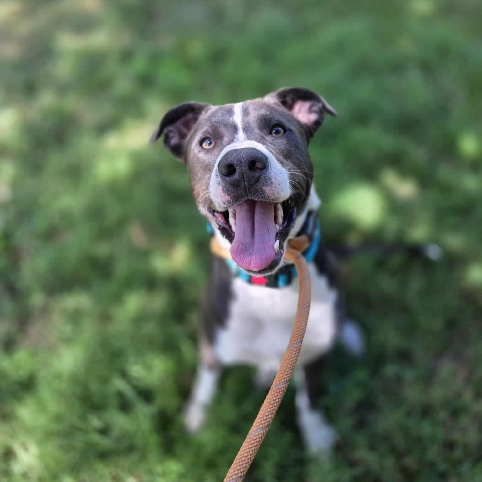 Boo, adoptable, Young Male Mixed Breed.