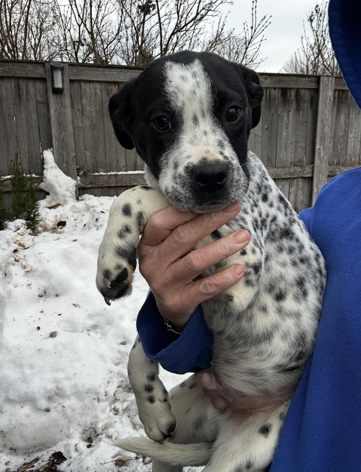 Eddie, a ADOPTABLE mixed breed in Arlington Heights, IL image 2/4