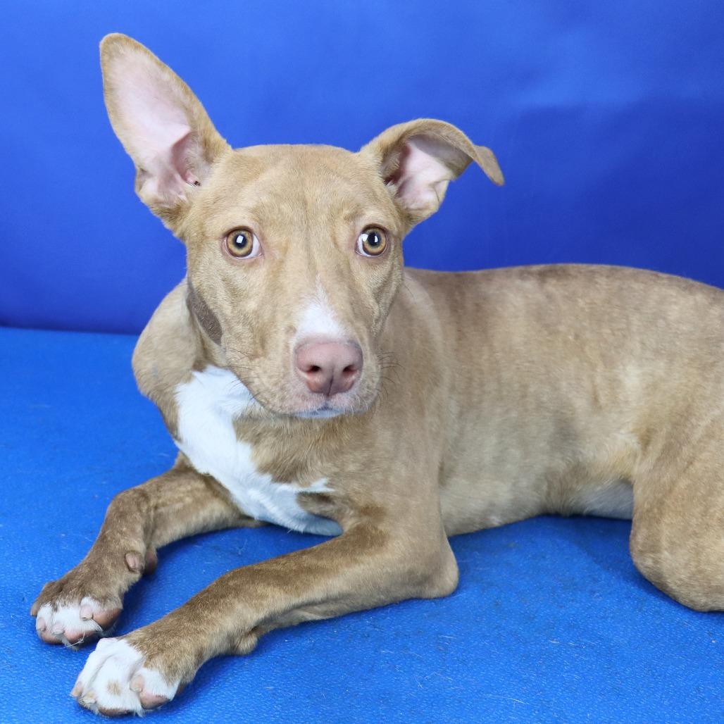 Gwen - 021805U-2, Adoptable, Young Female Terrier.