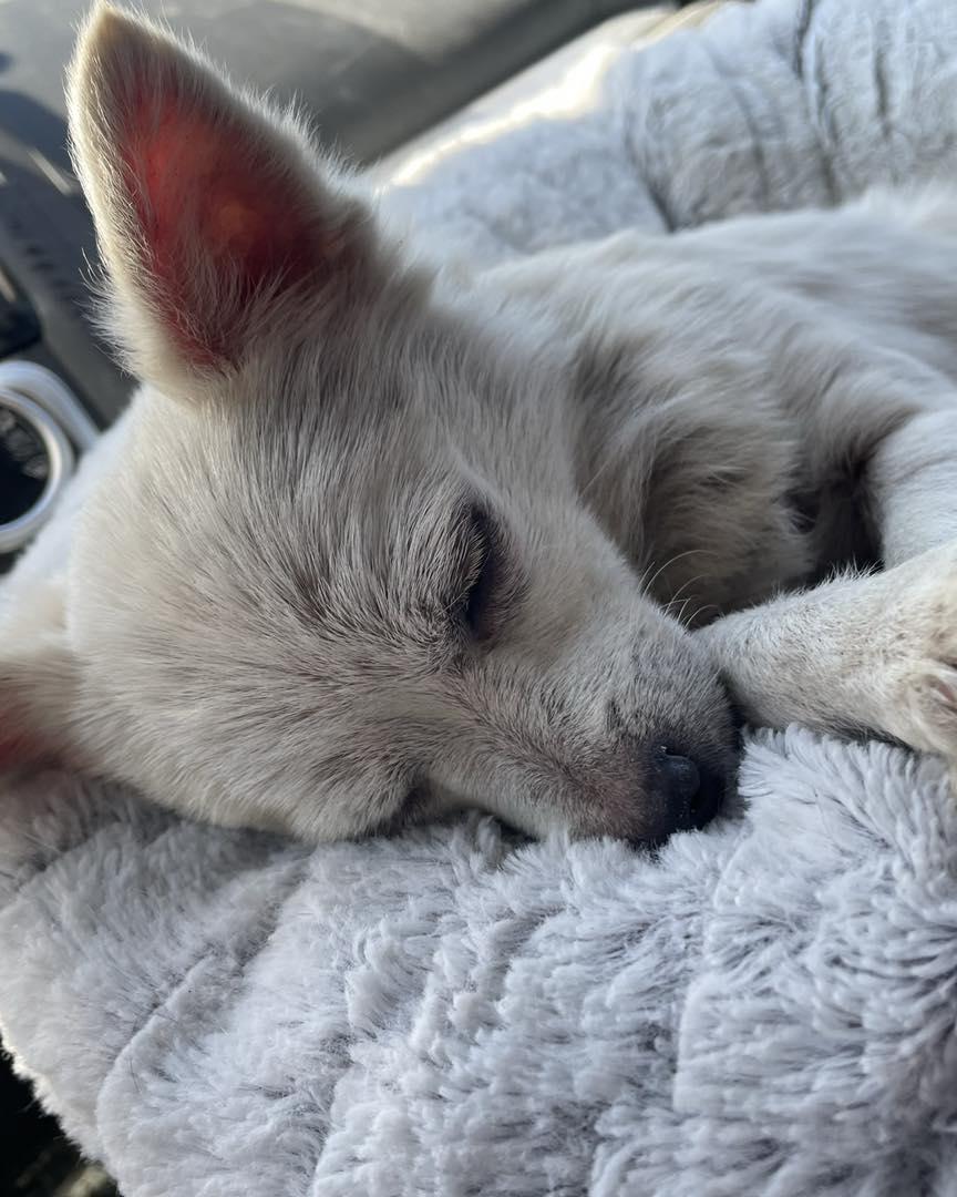 PRINCESS PEACH & YOSHI, adopted, Adult Female Pomeranian & Chihuahua.