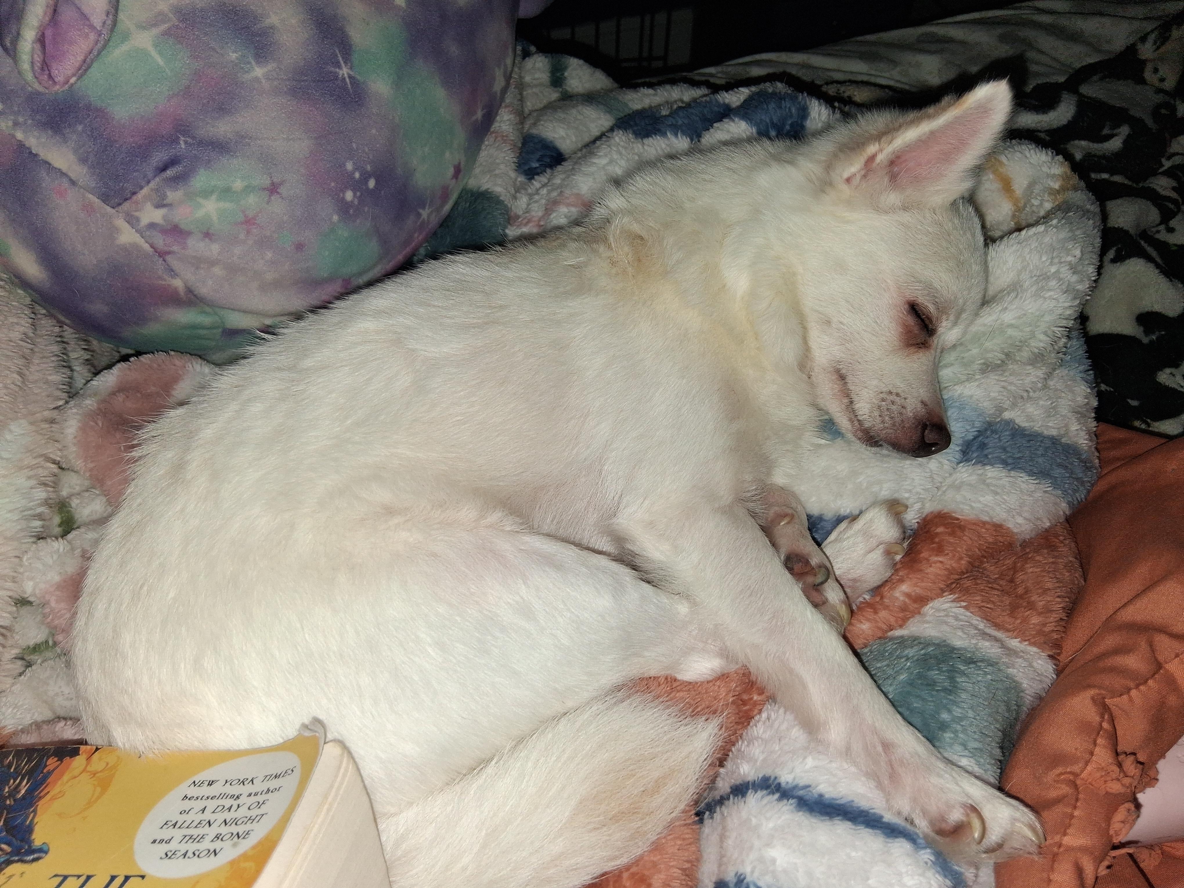 Enlarge PRINCESS PEACH & YOSHI, an adopted mixed breed in Sanford, NC image 4/4