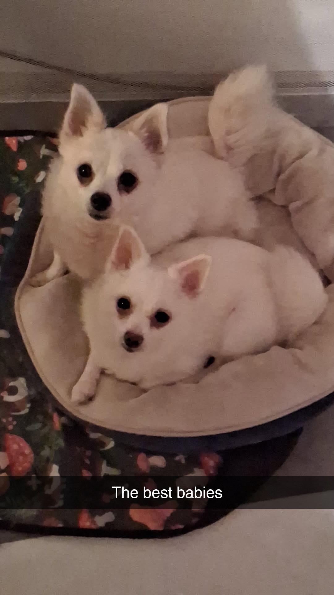PRINCESS PEACH & YOSHI, adopted, Adult Female Pomeranian & Chihuahua.