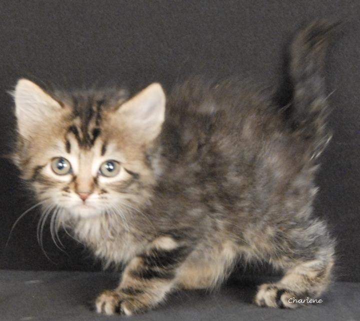 Enlarge Trinket, a Adoptable Tabby in Newland, NC image 1/1
