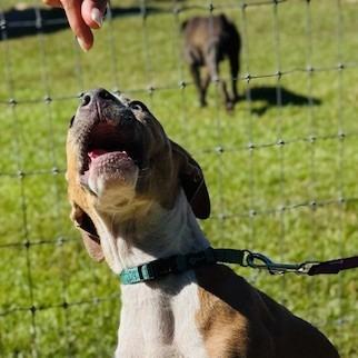 Enlarge Mike, a Adoptable mixed breed in Williston, FL image 1/6