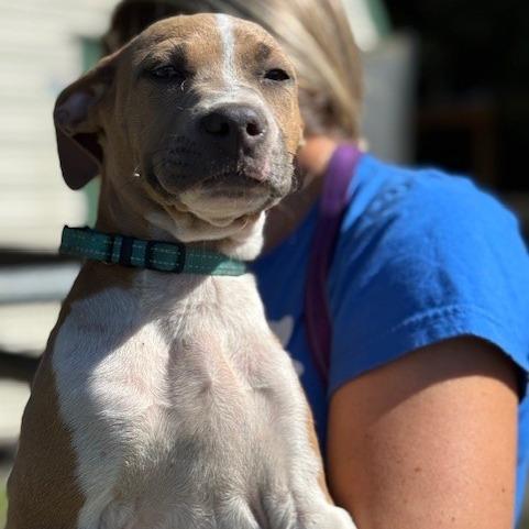 Enlarge Mike, a Adoptable mixed breed in Williston, FL image 2/6