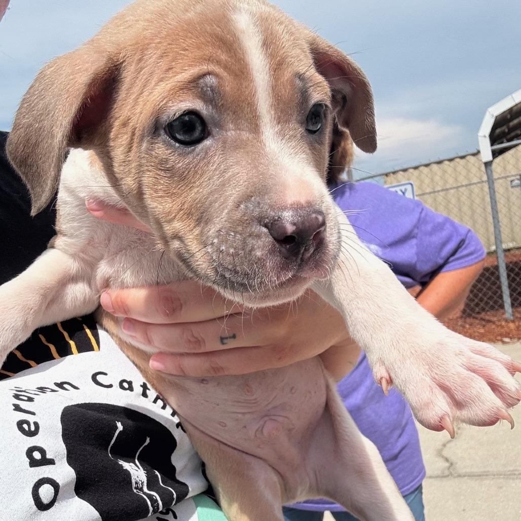 Enlarge Mike, a Adoptable mixed breed in Williston, FL image 3/6