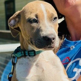 Enlarge Mike, a Adoptable mixed breed in Williston, FL image 4/6