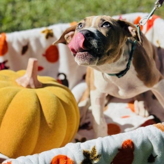 Enlarge Mike, a Adoptable mixed breed in Williston, FL image 5/6