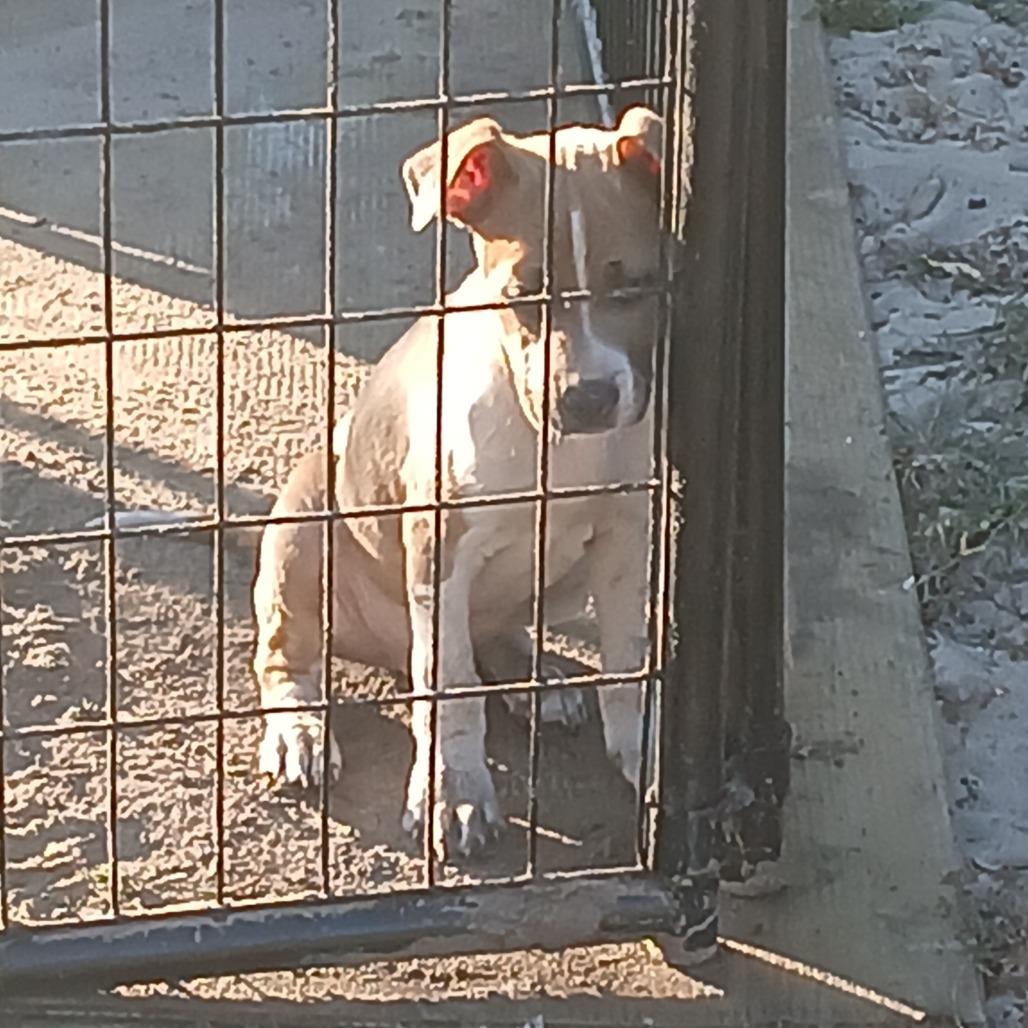 Enlarge Mike, a Adoptable mixed breed in Williston, FL image 6/6