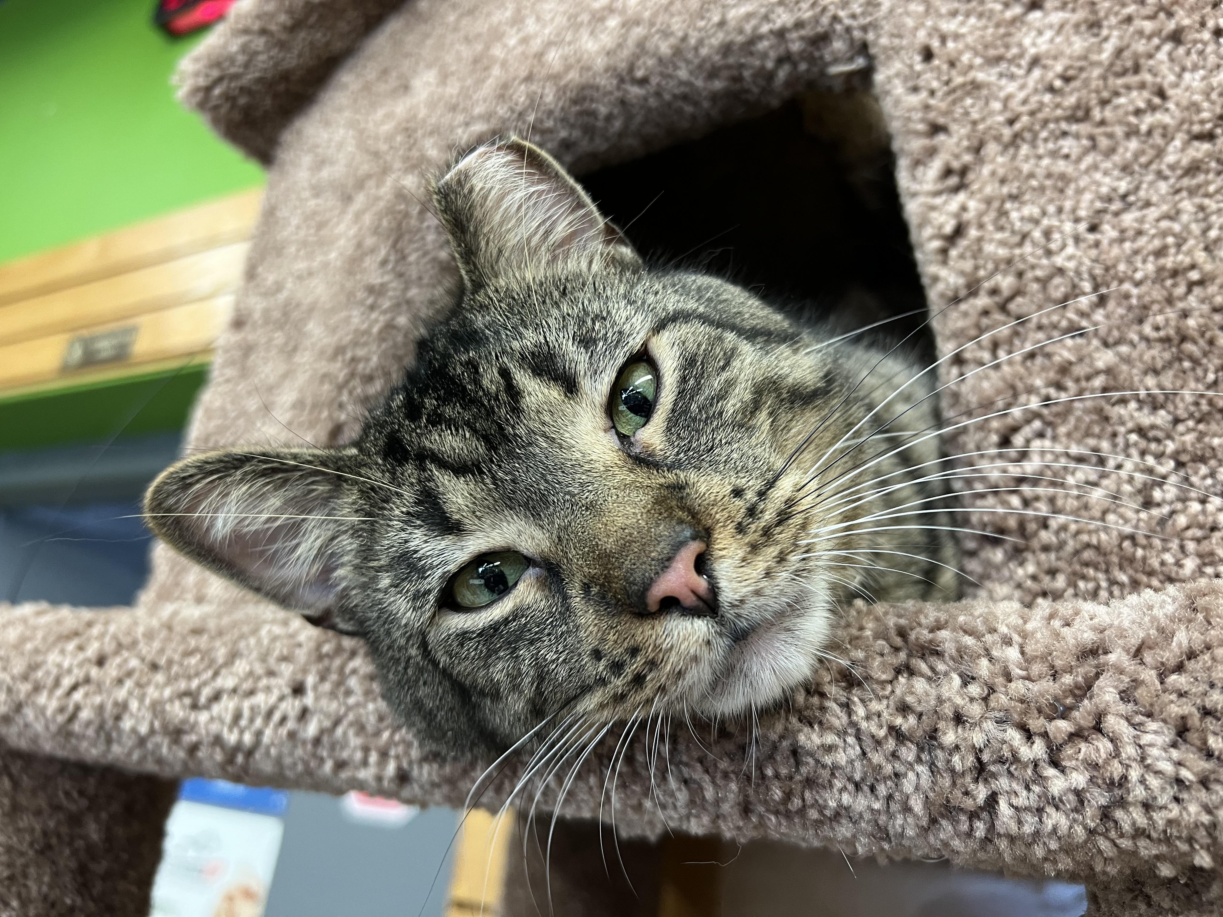 Howard, an adoptable Domestic Short Hair in Stoughton, WI, 53589 | Photo Image 5