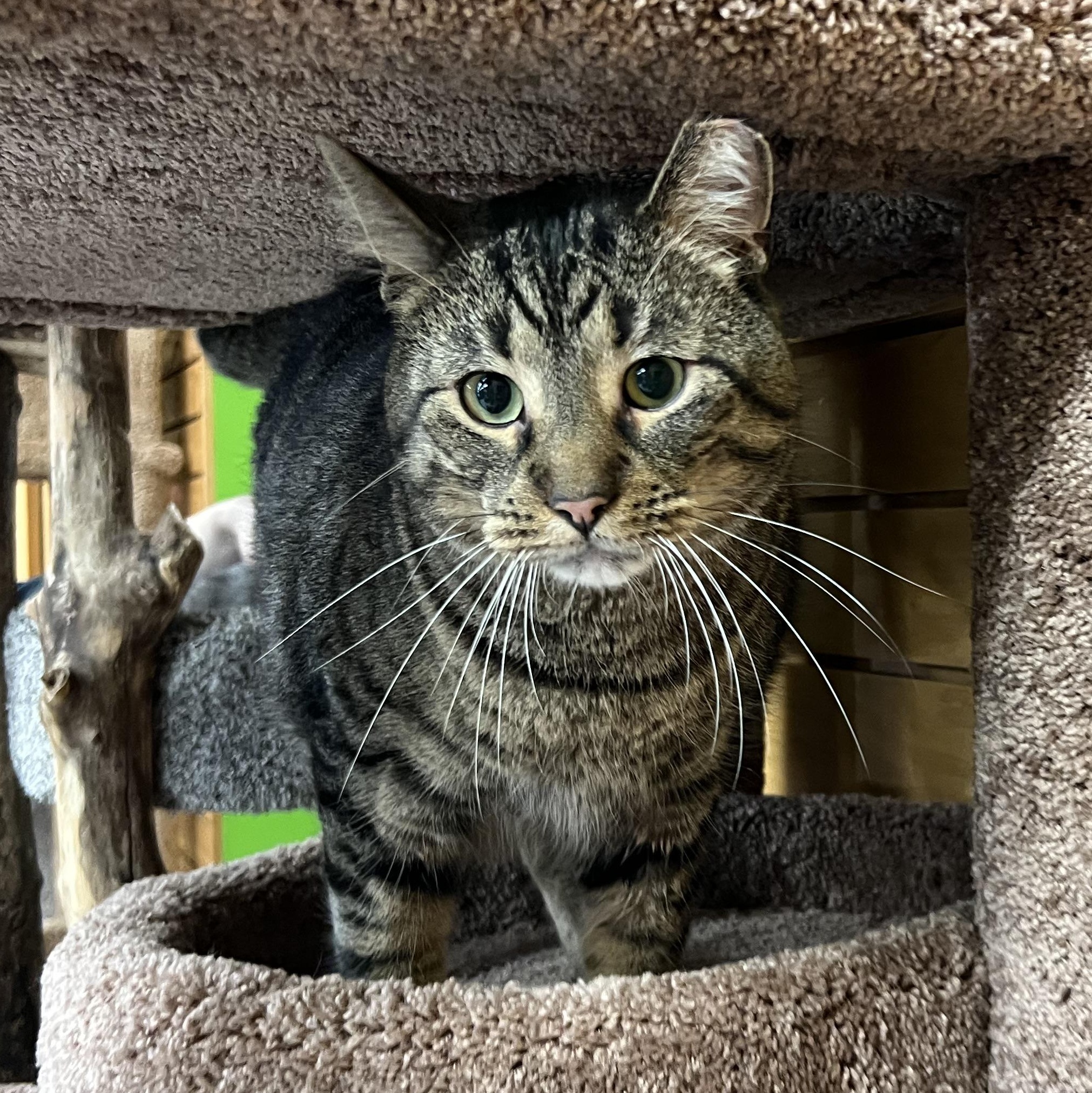Howard, an adoptable Domestic Short Hair in Stoughton, WI, 53589 | Photo Image 4