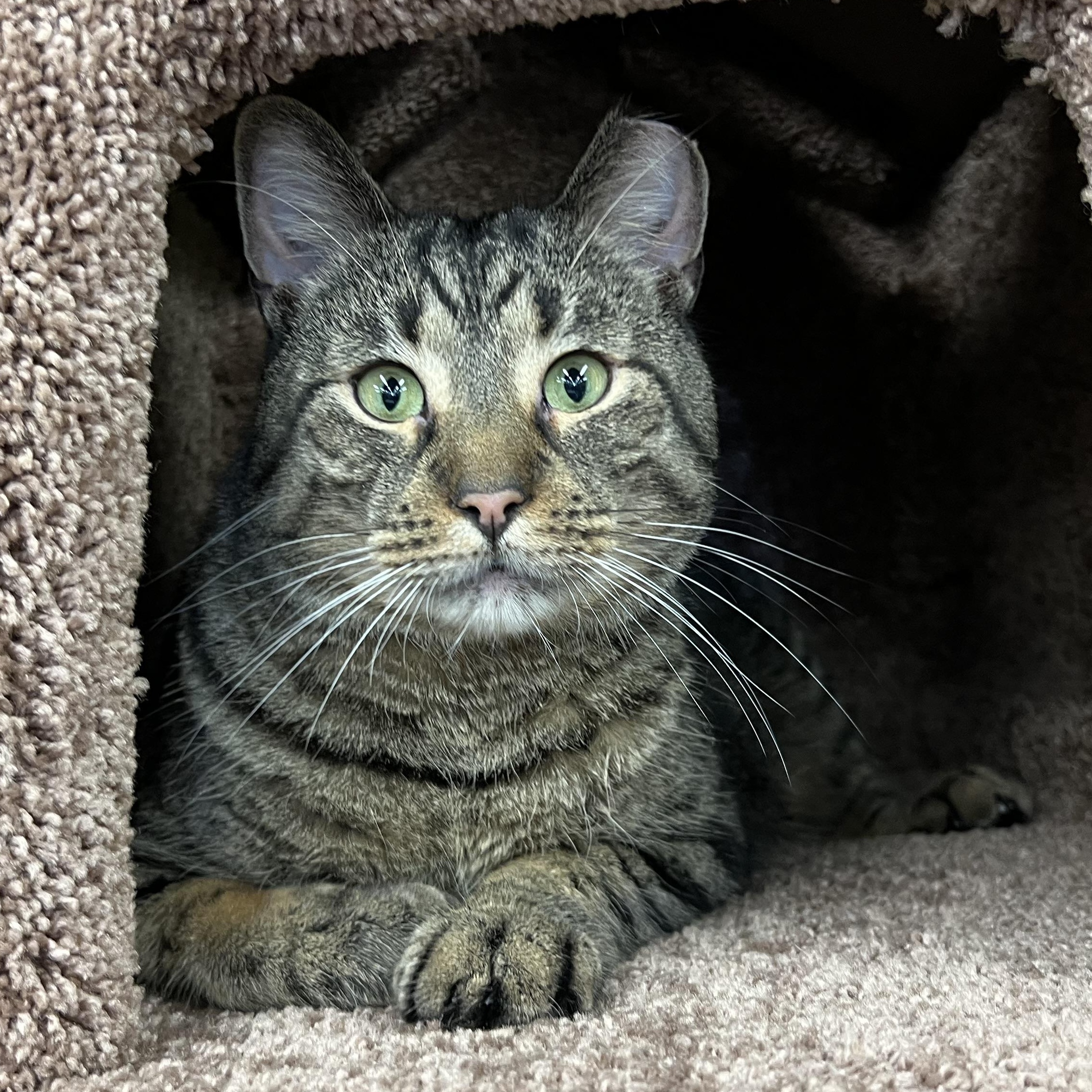 Howard, an adoptable Domestic Short Hair in Stoughton, WI, 53589 | Photo Image 2