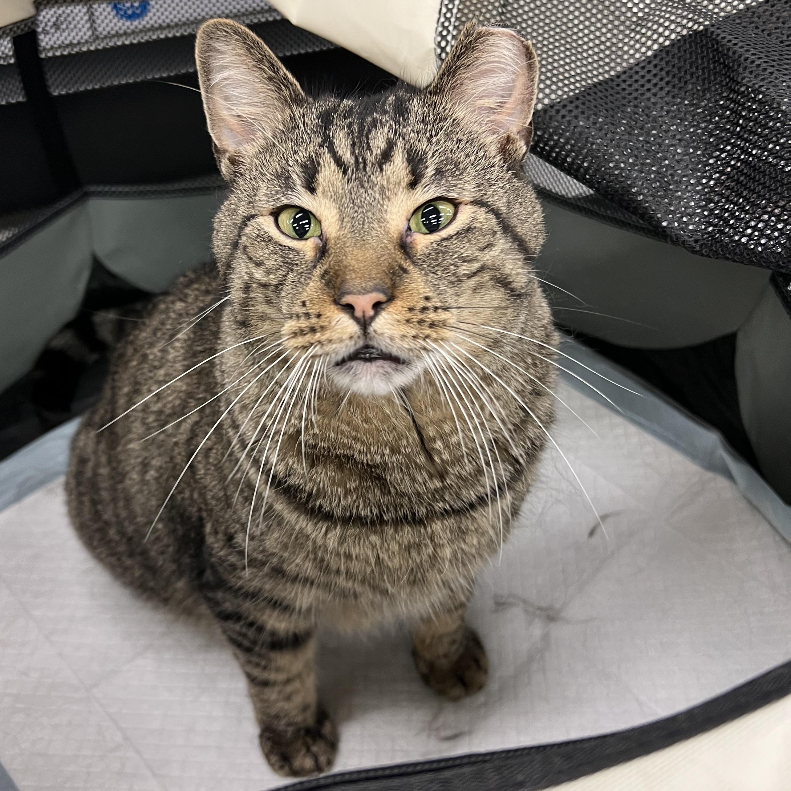 Howard, an adoptable Domestic Short Hair in Stoughton, WI, 53589 | Photo Image 3