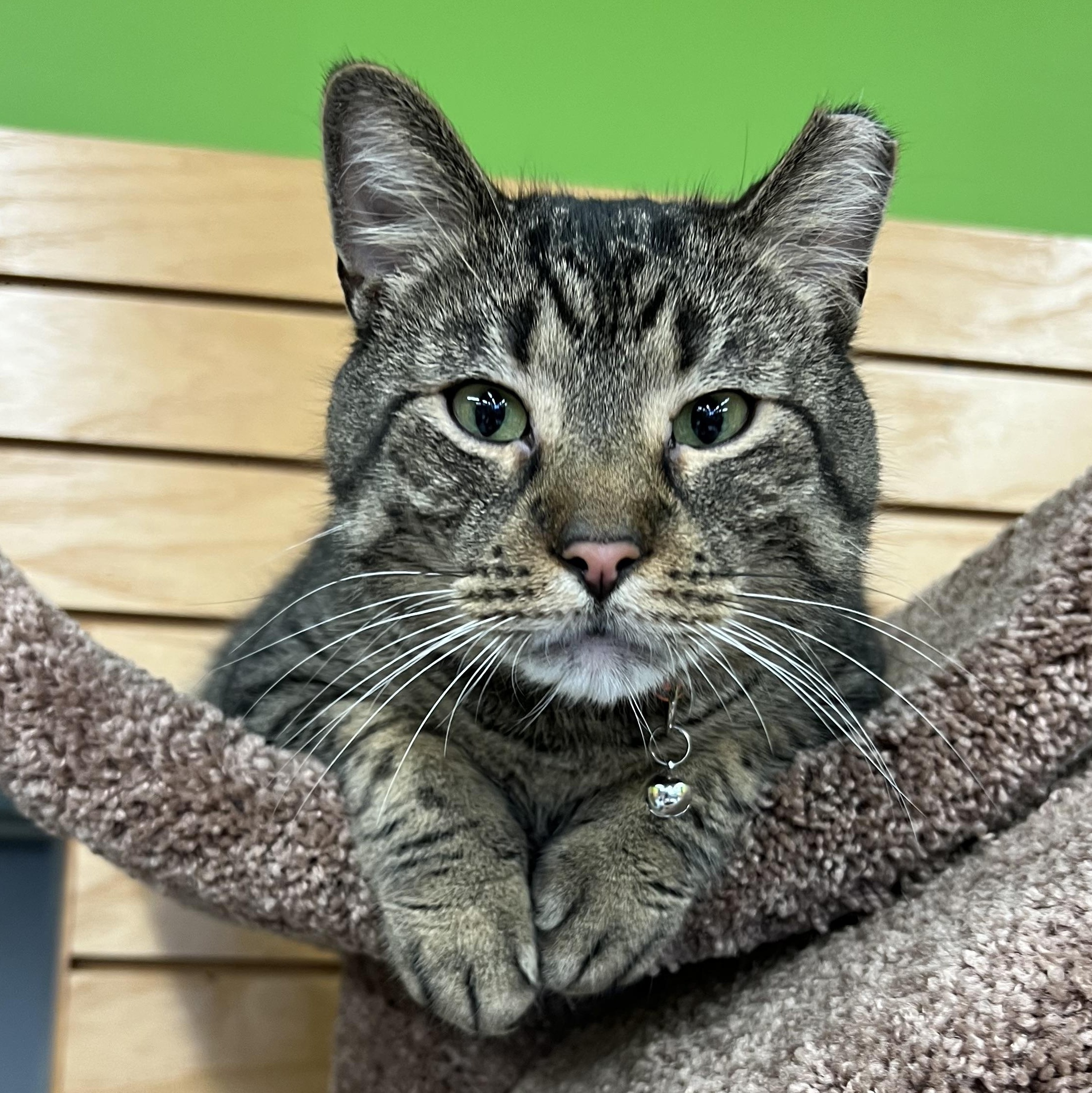 Howard, an adoptable Domestic Short Hair in Stoughton, WI, 53589 | Photo Image 1