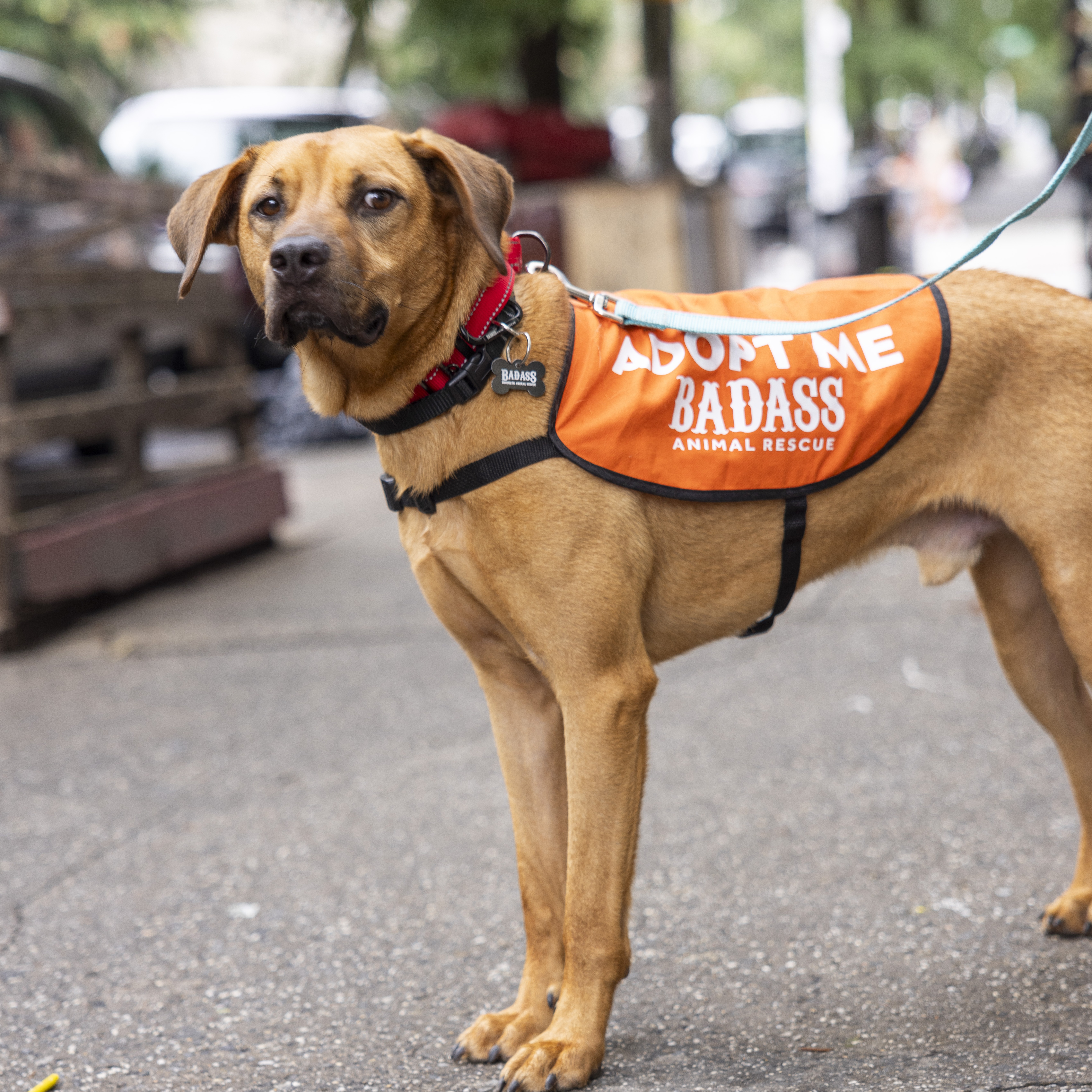 Enlarge Honey Bee, a Adoptable Hound in Union Dale, PA image 3/5