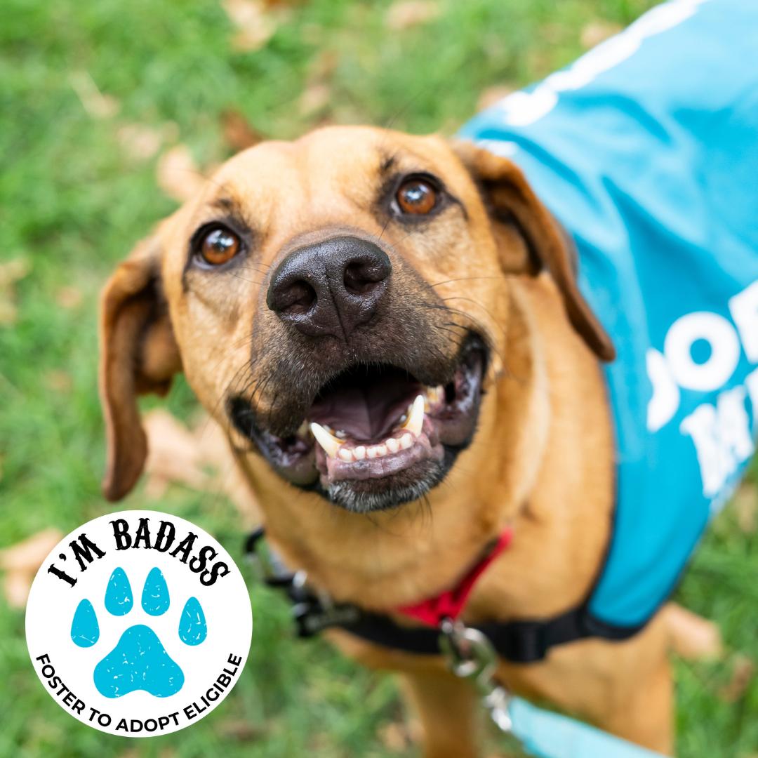 Honey Bee, Adoptable, Adult Male Hound.