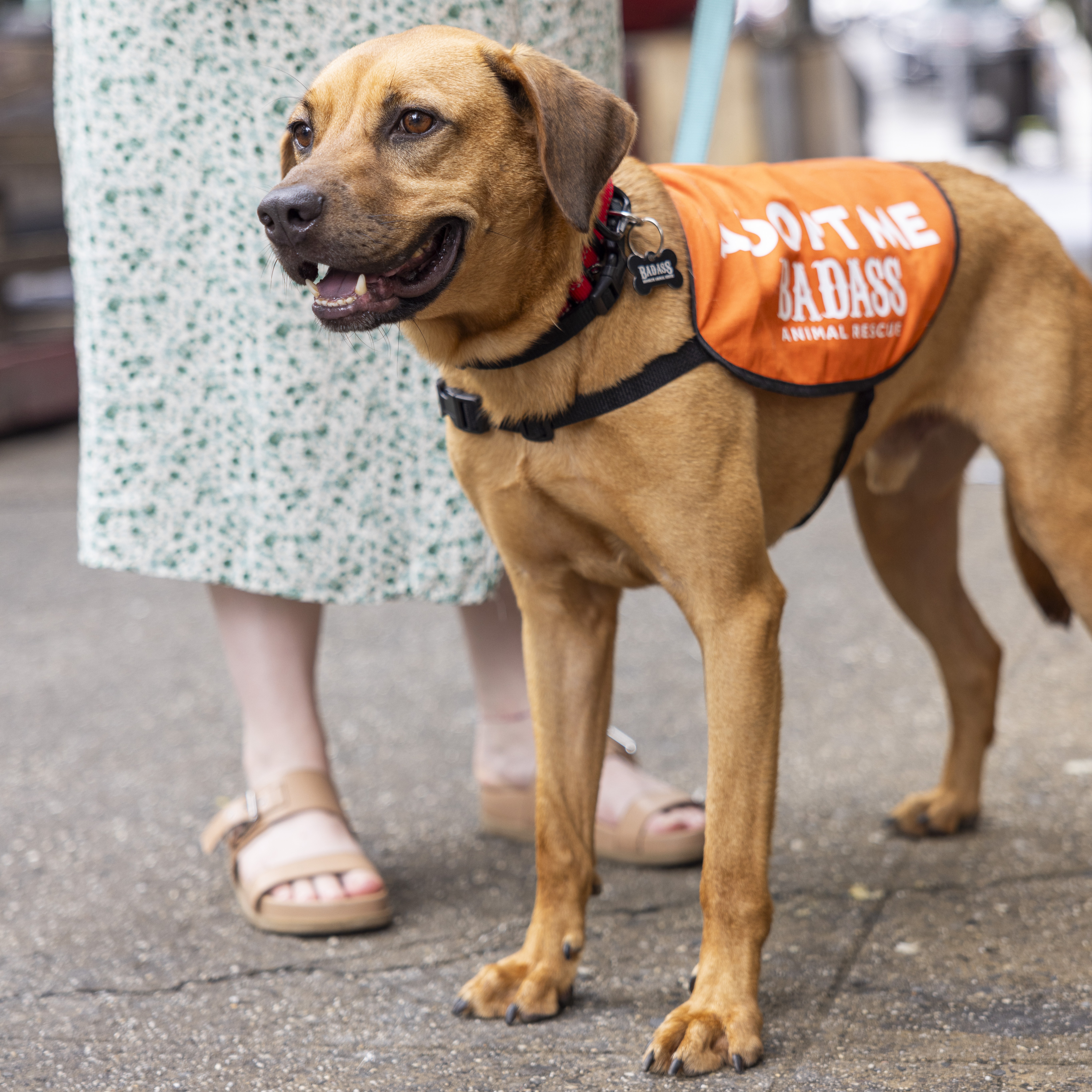 Enlarge Honey Bee, a Adoptable Hound in Union Dale, PA image 4/5