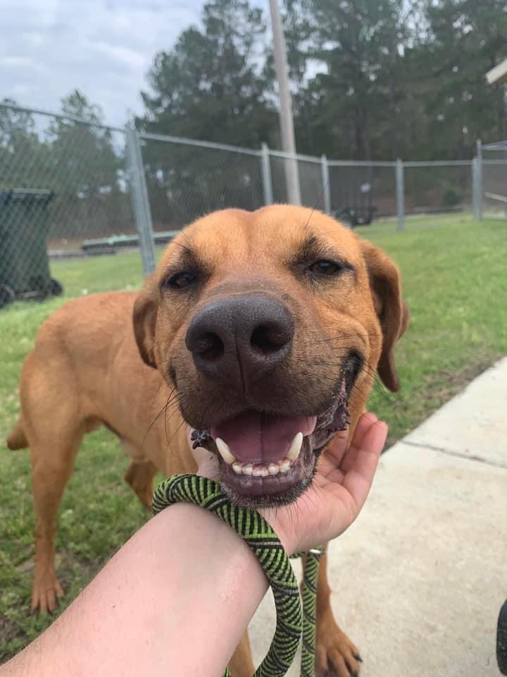 Enlarge Honey Bee, a Adoptable Hound in Union Dale, PA image 5/5