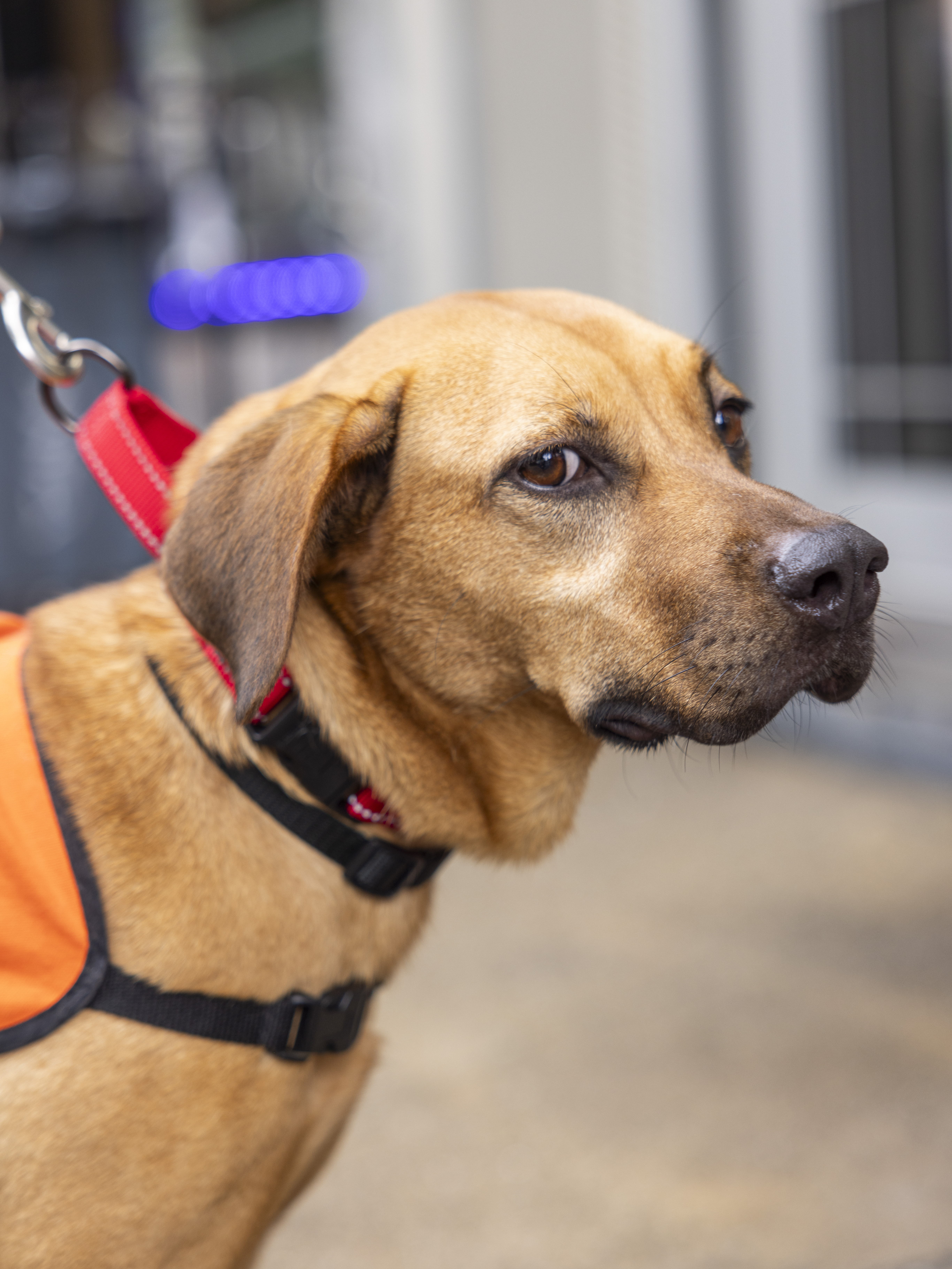 Honey Bee, Adoptable, Adult Male Hound.