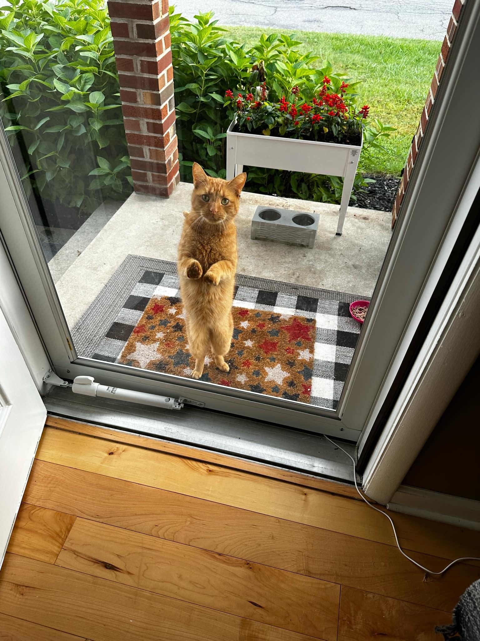 Big Gus, an adoptable American Shorthair in Johnstown, NY, 12095 | Photo Image 3