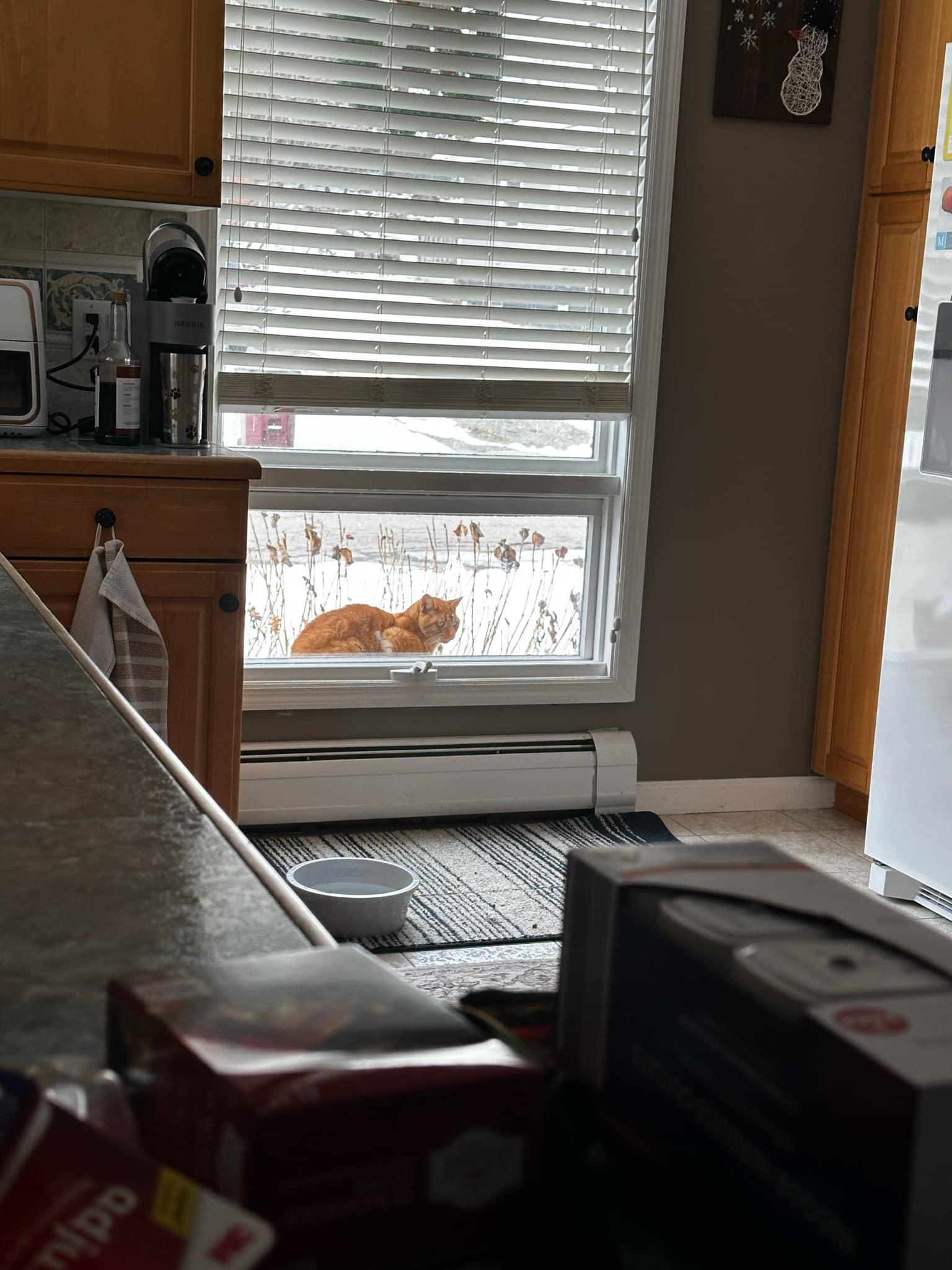 Enlarge Big Gus, a Adoptable American Shorthair in Johnstown, NY image 6/6