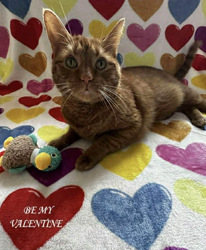 Enlarge Big Gus, a Adoptable American Shorthair in Johnstown, NY image 2/6