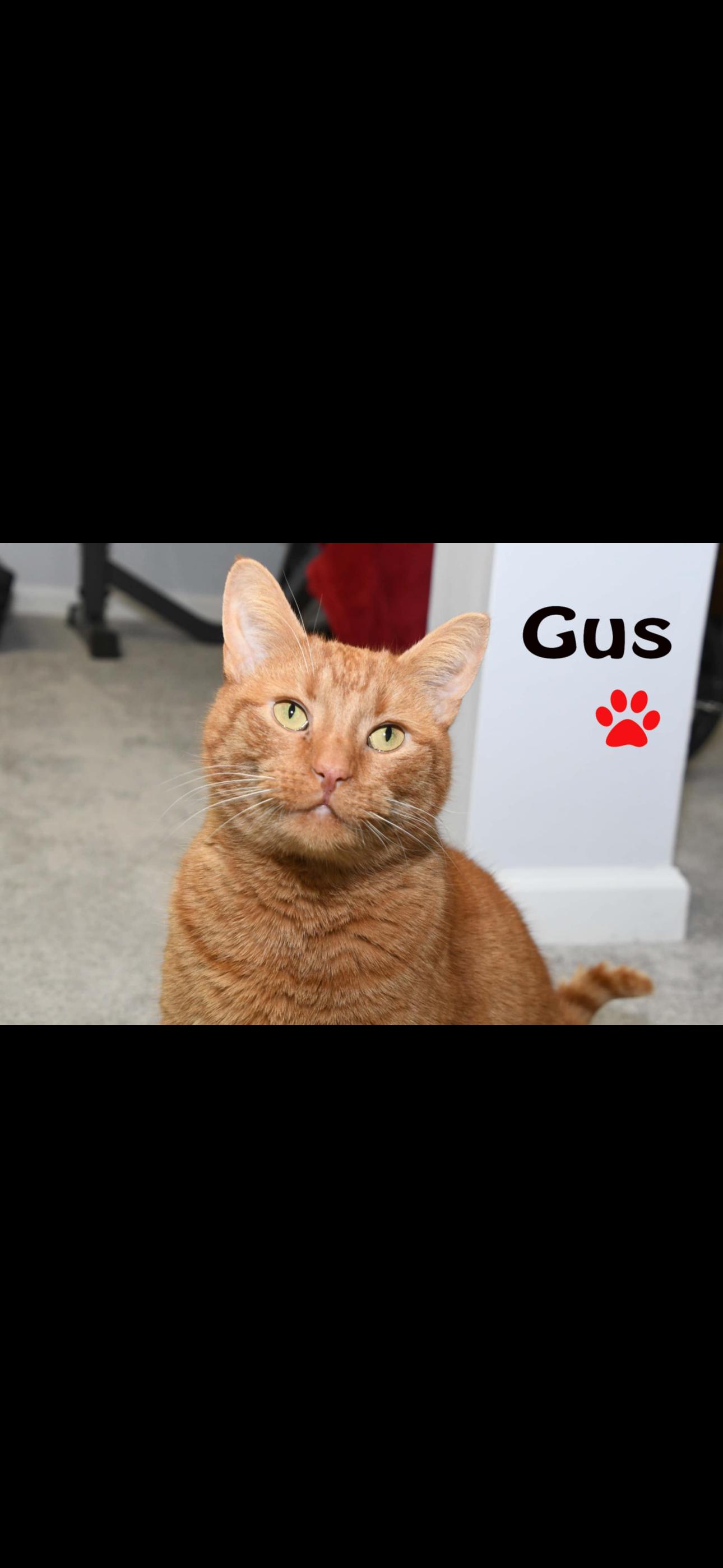 Big Gus, an adoptable American Shorthair in Johnstown, NY, 12095 | Photo Image 1
