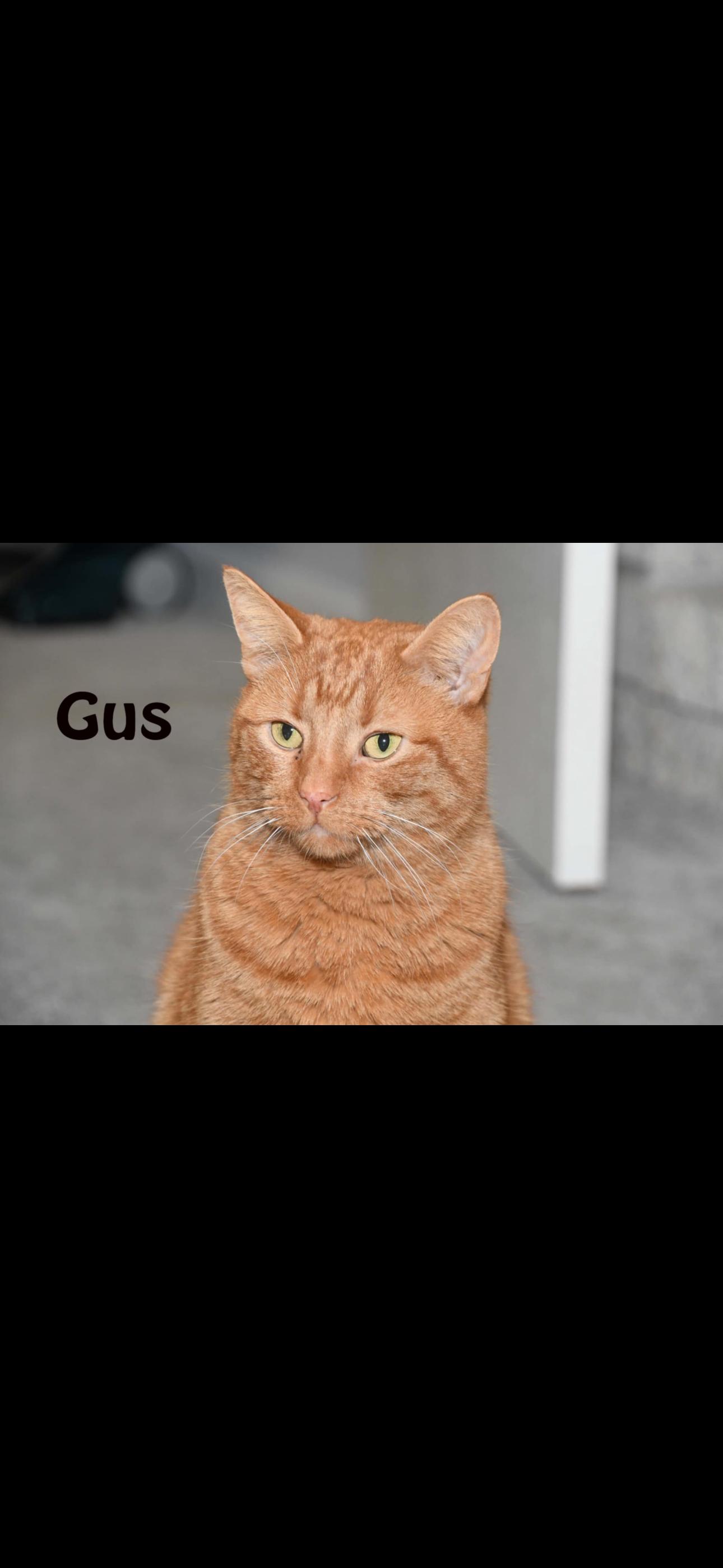 Enlarge Big Gus, a Adoptable American Shorthair in Johnstown, NY image 3/6