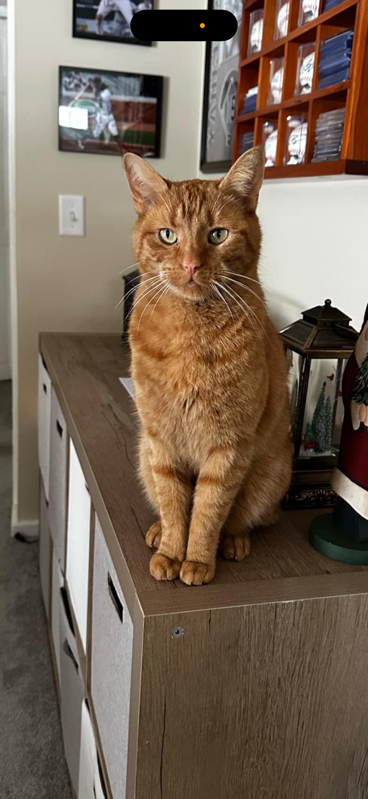 Big Gus, an adoptable American Shorthair in Johnstown, NY, 12095 | Photo Image 4