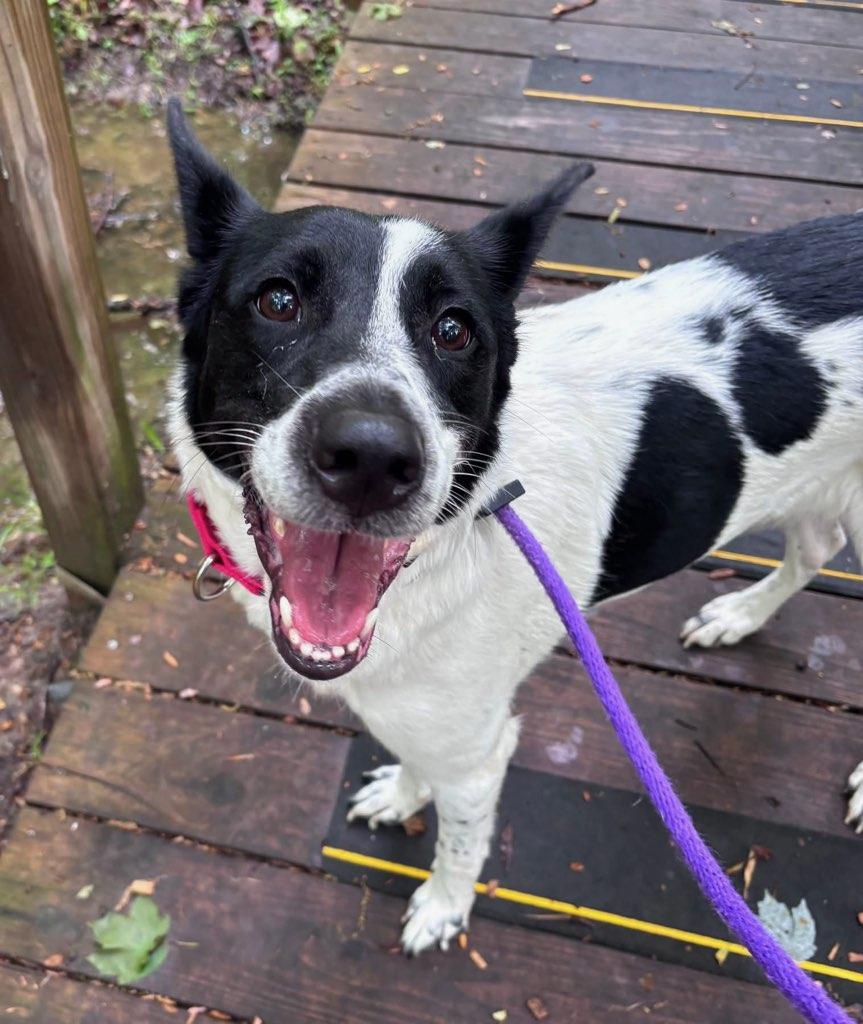 Enlarge Paisley (ID 51225/1369), an adoptable mixed breed in Manassas, VA image 1/1