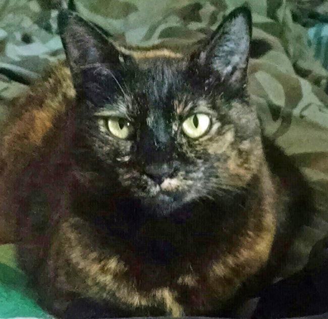 Enlarge A-Gigi, a Adoptable Domestic Short Hair in Newport Beach, CA image 1/3