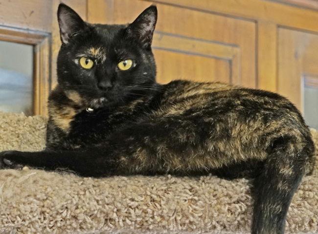 Enlarge A-Gigi, a Adoptable Domestic Short Hair in Newport Beach, CA image 2/3