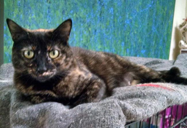 Enlarge A-Gigi, a Adoptable Domestic Short Hair in Newport Beach, CA image 3/3