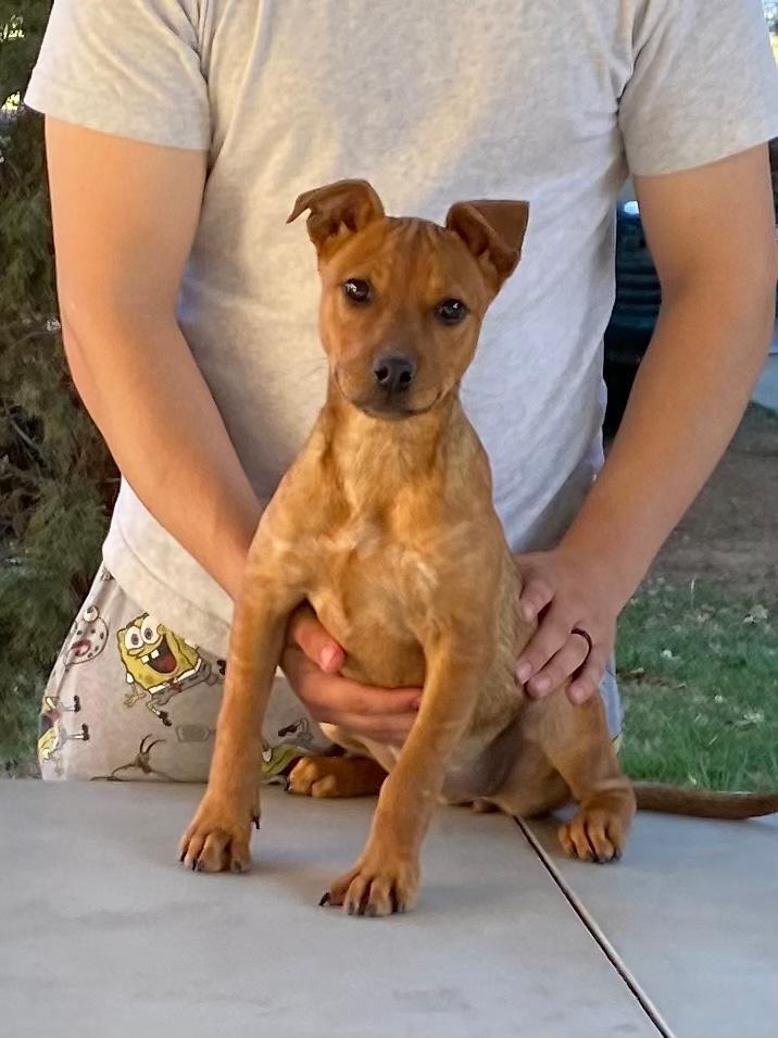 Hanna, Young Female Hound