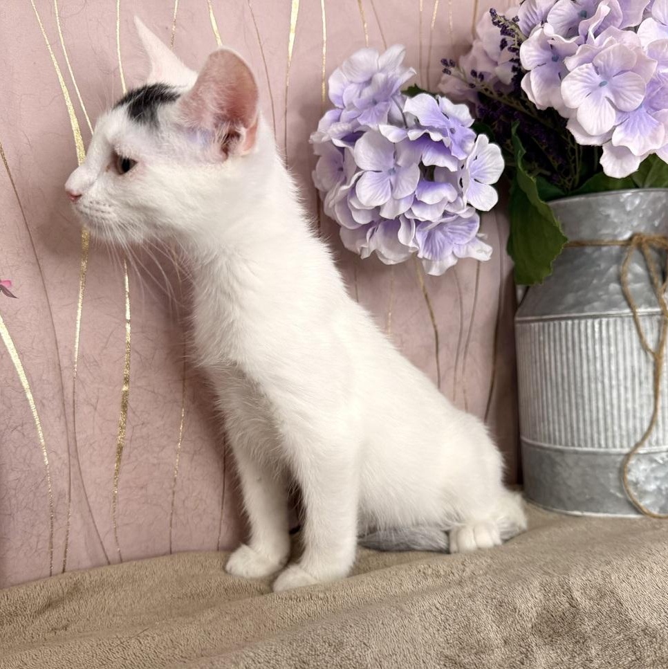 Enlarge Brew, a Adoptable Domestic Short Hair in Whitehall, PA image 6/6
