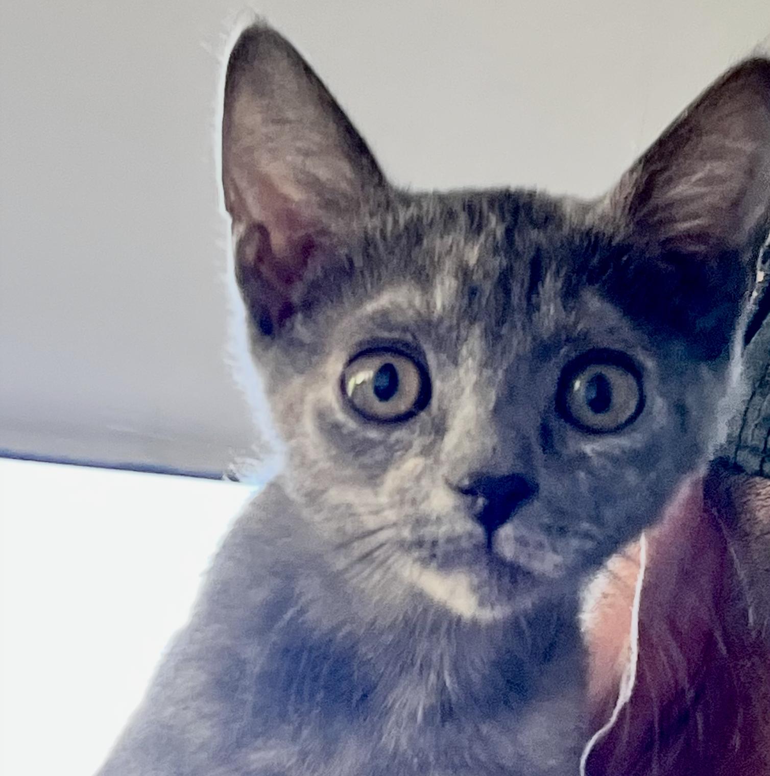 Enlarge Doll Face, a Adoptable Domestic Short Hair in Sonora, CA image 1/1