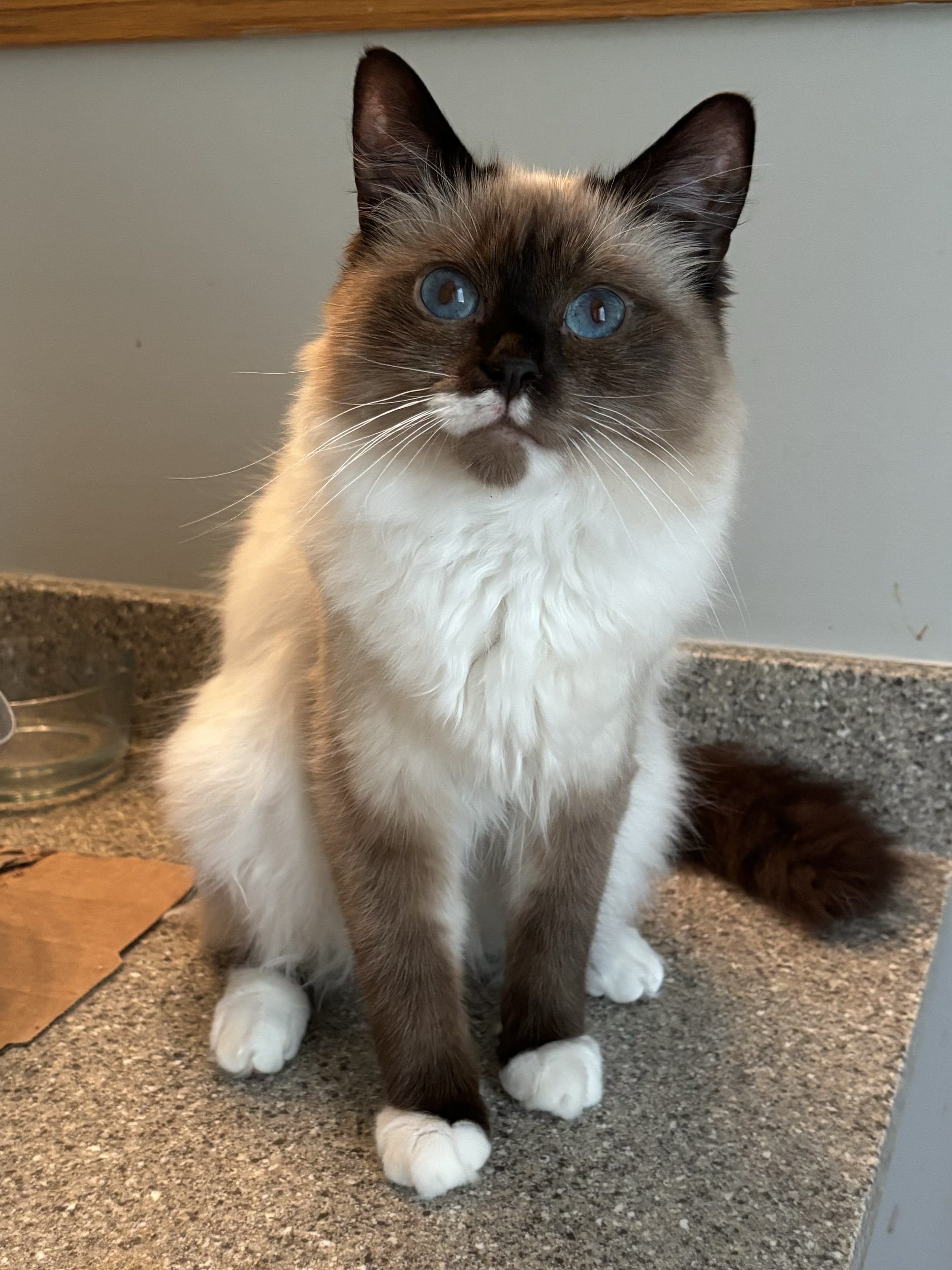 Lefty, a Adoptable mixed breed in Plainville, CT image 2/5