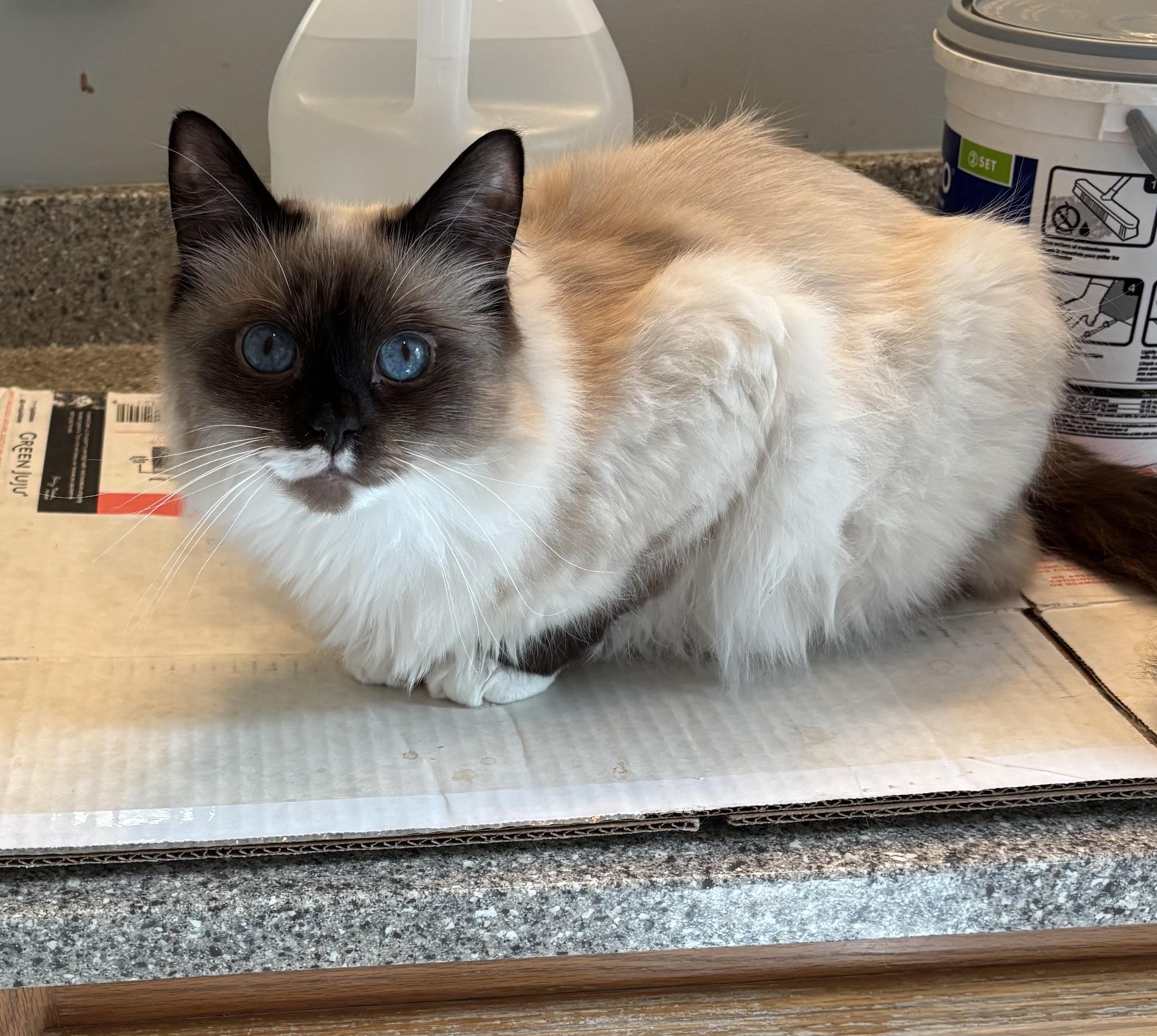 Lefty, a Adoptable mixed breed in Plainville, CT image 4/5