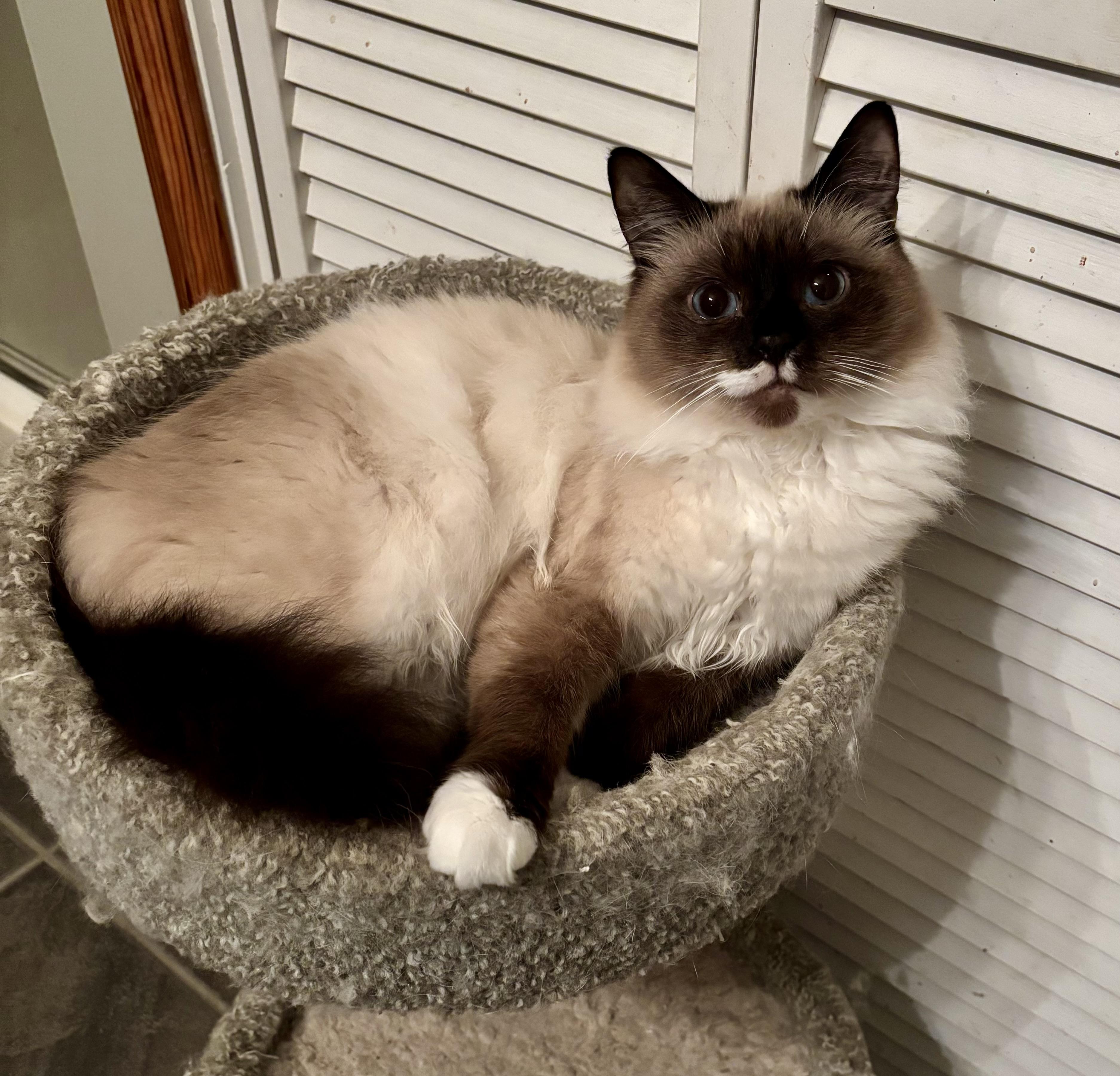 Lefty, Adoptable, Young Male Domestic Long Hair & Birman.