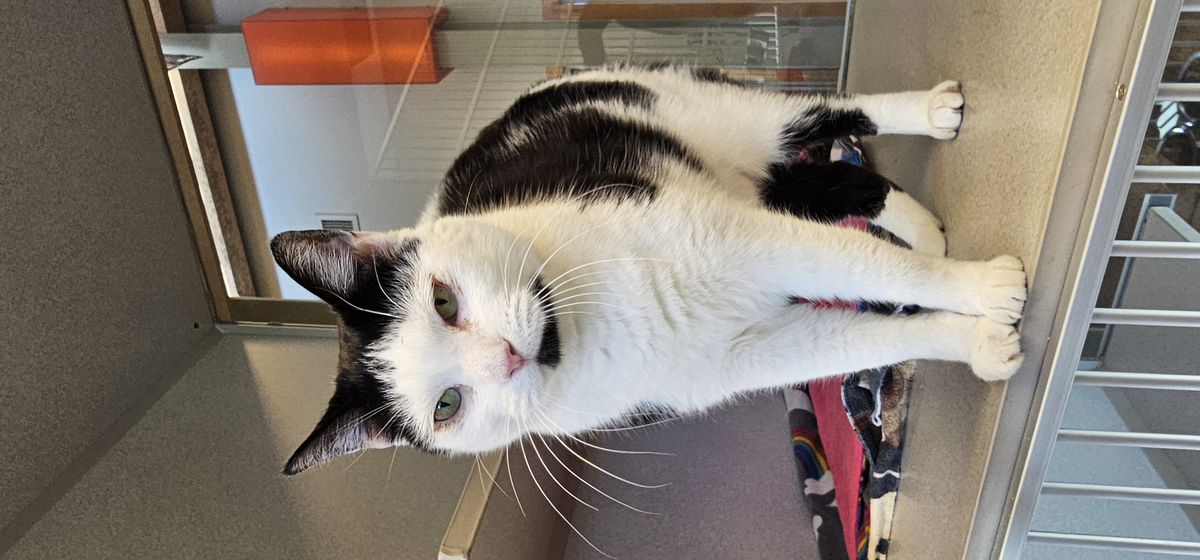 Dottie, adoptable, Adult Female Domestic Short Hair.