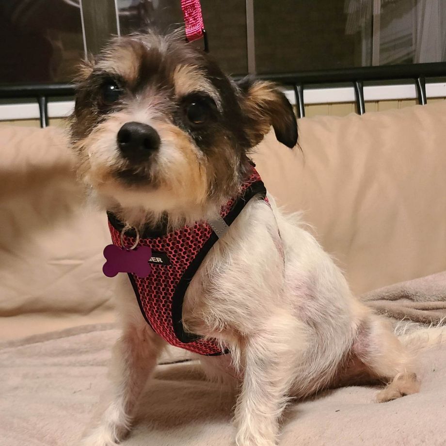 Dog for adoption CALLIE, a Wirehaired Terrier in Grand Prairie, TX