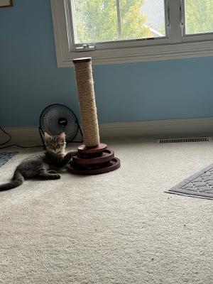 Enlarge Wolfman, a Adopted Domestic Medium Hair in Mokena, IL image 2/4